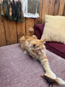 Purebred Ginger Maine Coon Cat - Photo 3