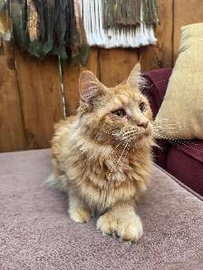 Purebred Ginger Maine Coon Cat - Photo 4