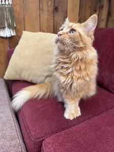Purebred Ginger Maine Coon Cat - Photo 5