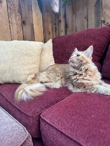 Purebred Ginger Maine Coon Cat - Photo 6