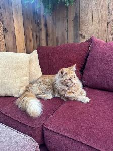 Purebred Ginger Maine Coon Cat - Photo 7