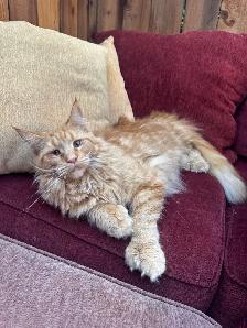 Purebred Ginger Maine Coon Cat - Photo 8