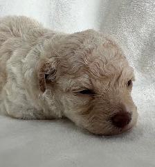 Toy Poodles - Photo 2
