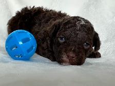 Toy Poodles - Photo 3