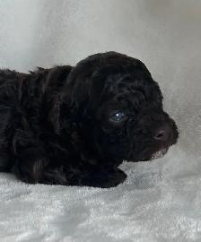 Toy Poodles - Photo 4