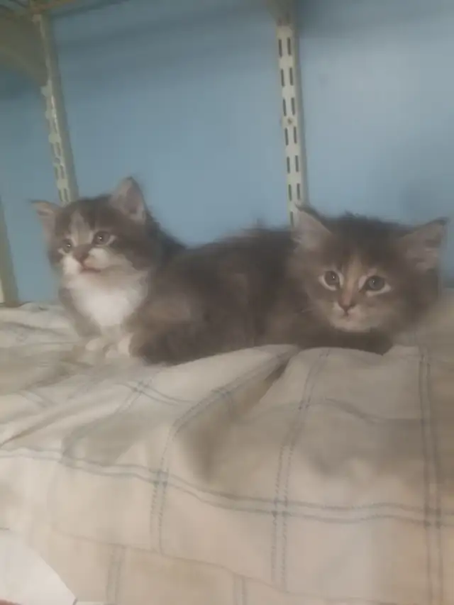 2 Fluffy kittens.  Litter trained and ready to go. $50 each