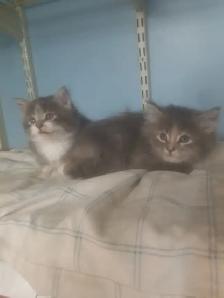 2 Fluffy kittens.  Litter trained and ready to go. $50 each