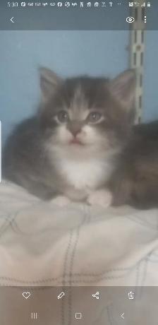 2 Fluffy kittens.  Litter trained and ready to go. $50 each - Photo 2