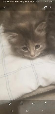 2 Fluffy kittens.  Litter trained and ready to go. $50 each - Photo 3