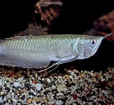 5' silver arowana