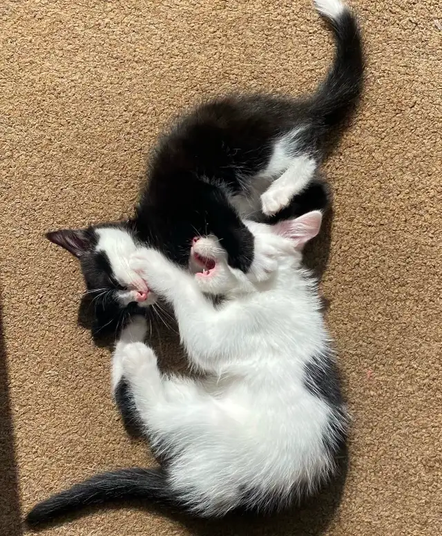 Vaccinated Kittens