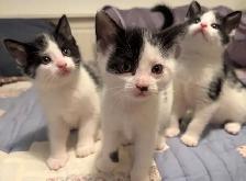 Vaccinated Kittens - Photo 2