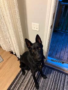 Black working-line German Shepherd for sale. $2,000 obo