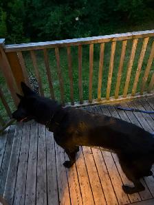 Black working-line German Shepherd for sale. $2,000 obo - Photo 2