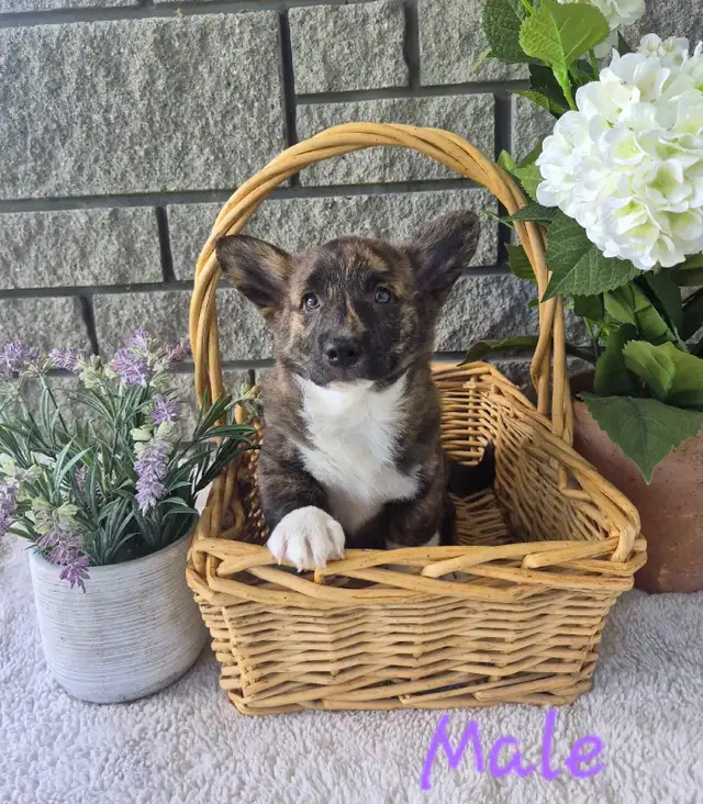 Corgi Puppies!