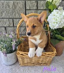 Corgi Puppies! - Photo 2