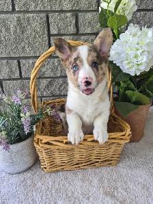 Corgi Puppies! - Photo 3