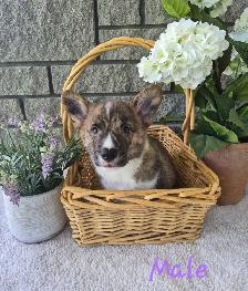 Corgi Puppies! - Photo 4