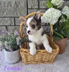 Corgi Puppies! - Photo 5