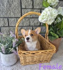 Corgi Puppies! - Photo 6