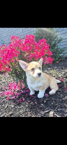 Beautiful Corgi Puppies - Photo 2