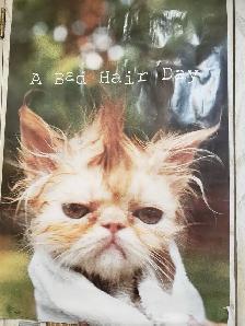 CADRES DE CHATS DE DIFFÉRENTES GRANDEURS - Photo 2