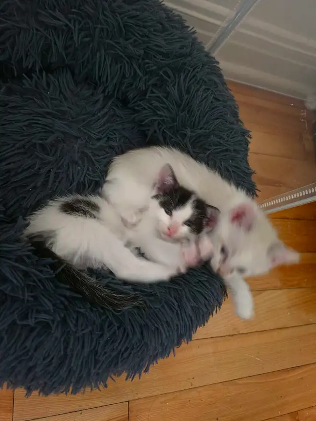 4 chatons diponible pour le 22 Aout