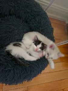 4 chatons diponible pour le 22 Aout