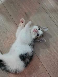4 chatons diponible pour le 22 Aout - Photo 2