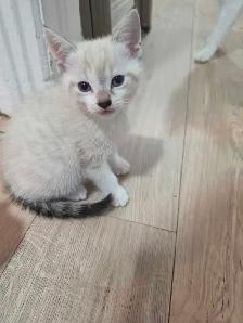4 chatons diponible pour le 22 Aout - Photo 3