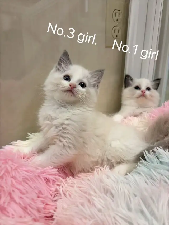 @@ blue eyes Ragdoll kittens ready now @@