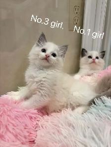@@ blue eyes Ragdoll kittens ready now @@