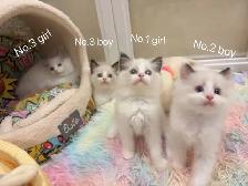 @@ blue eyes Ragdoll kittens ready now @@ - Photo 2