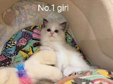 @@ blue eyes Ragdoll kittens ready now @@ - Photo 3