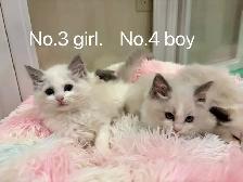 @@ blue eyes Ragdoll kittens ready now @@ - Photo 4