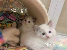 @@ blue eyes Ragdoll kittens ready now @@ - Photo 5