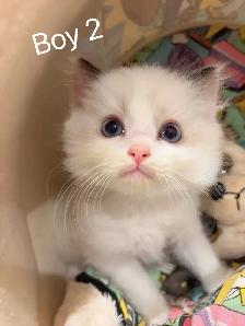 @@ blue eyes Ragdoll kittens ready now @@ - Photo 6