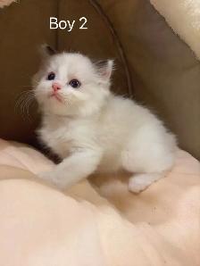 @@ blue eyes Ragdoll kittens ready now @@ - Photo 7