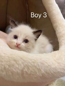 @@ blue eyes Ragdoll kittens ready now @@ - Photo 8