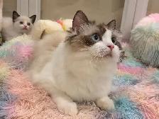 @@ blue eyes Ragdoll kittens ready now @@ - Photo 9