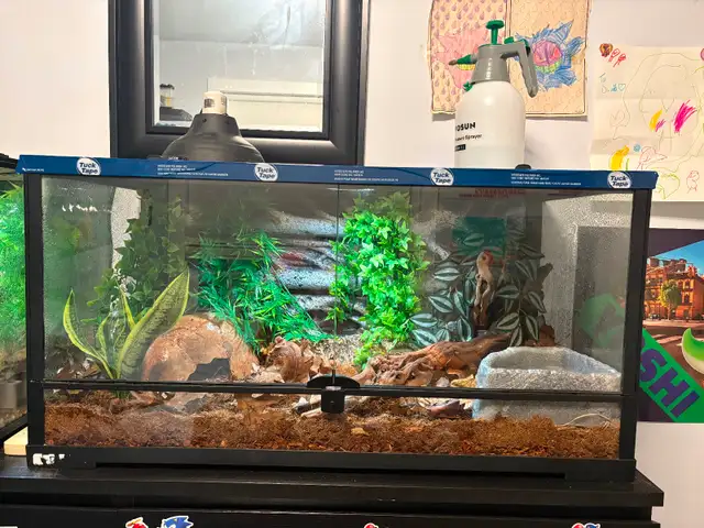 Ball python and enclosure for sale. $250.