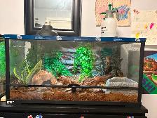 Ball python and enclosure for sale. $250.