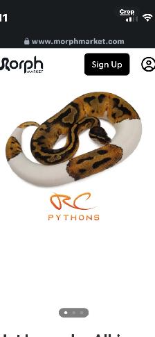 Ball python and enclosure for sale. $250. - Photo 2