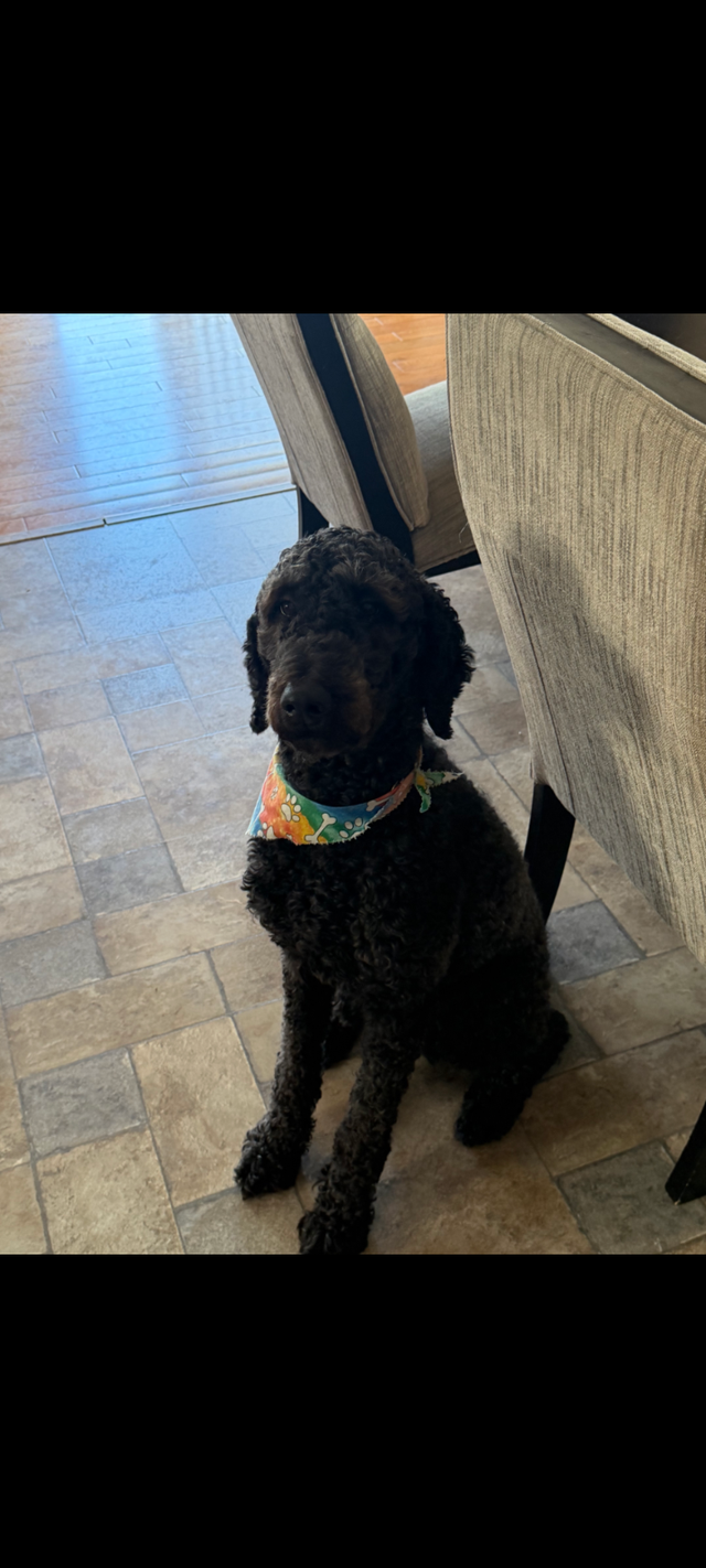 Cuddly loving golden doodle needs home