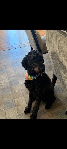 Cuddly loving golden doodle needs home - Photo 2