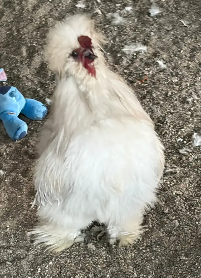 Silky Rooster "Roo"