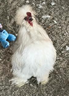 Silky Rooster "Roo"