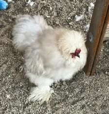 Silky Rooster "Roo" - Photo 2