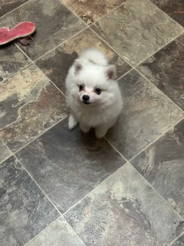 Miniature Amer.  Eskimo / Alaskan KleeKai Female Puppy For Sale