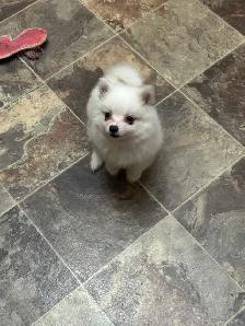Miniature Amer.  Eskimo / Alaskan KleeKai Female Puppy For Sale